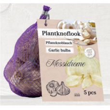 Valkosipuli Messidrome, 5 kpl