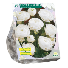 Ranunculus, White per 15. 