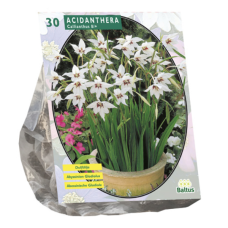 Acidanthera Bicolor per 30