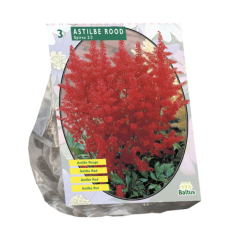 Astilbe red per 3. SOLD OUT!