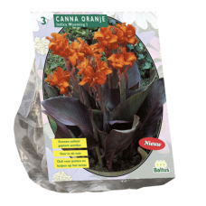 Canna brown leaf, Orange, 2- 3 pcs, 3l -pot seedling SOLD OUT!