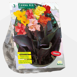 Canna Mixed, Kanna sekoitus, 3 kpl 