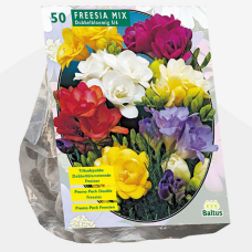 Freesia 'Double Mix', Kerrottu, sekoitus, 50 kpl  ALE - 40%! VIIKON SUPERTARJOUS! 20.04 - 27.04