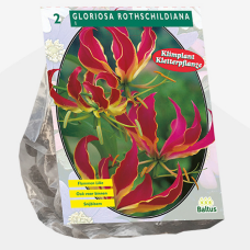 Gloriosa Rothschildiana, Keijunlilja, 2 kpl TUOTE ON LOPPUUNMYYTY!