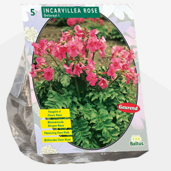 Incarvillea Delavayi, Isoinkarvillea vaaleanpunainen, 5 kpl ALE - 80%!