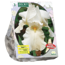Iris Germanica, White, 3 psc