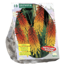 Kniphofia (Tritoma) per 10. 5L -container plant