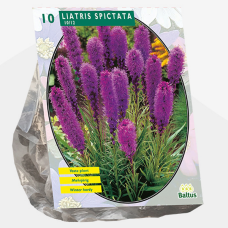 Liatris Spicata, Punatähkä, Purple, 10 kpl. TUOTE ON LOPPUUNMYYTY!