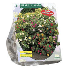 Mirabilis Jalapa per 7. SOLD OUT!