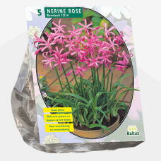 Nerine Bowdenii, Pink per 5. - 3L- container plant