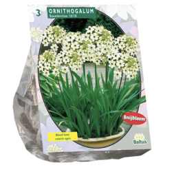 Ornithogalum Saundersiae, Tähdikki, 3 kpl. ALE - 80%!