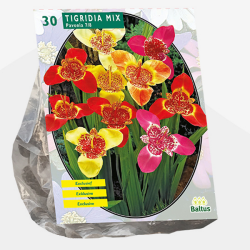 Tigridia Pavonia, Tiikerikukka, sekoitus 30 kpl. ALE - 80%! 