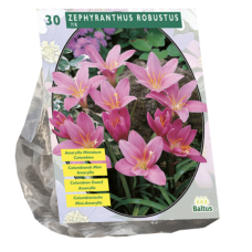 Zephyranthus Robustus (Habranthus) per 30. 5L -container plant