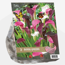 Calla. Urban Flowers - Royal Queens per 3