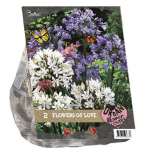 Agapanthus. Flowers of Love, 2 pcs. 3l - container seedling. SALE - 40%!