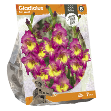 Gladiolus Far West, 7 pcs SALE - 80%!