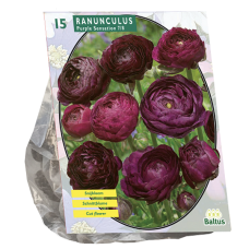 Ranunculus Purple Sensation per 15. 