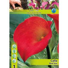 Calla Zantedeschia, Kalla 'Red Sox' Punainen, 1 kpl