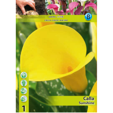 Calla Zantedeschia, Kalla Sunshine, Keltainen  