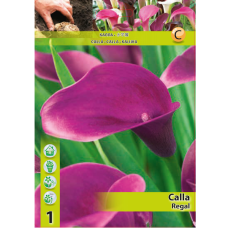 Calla Zantedeschia, Kalla 'Regal', Violetti