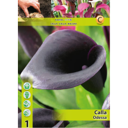 Calla Zantedeschia, Kalla "Odessa", Huonevehka musta, 1 kpl
