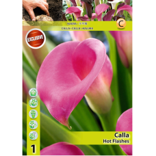 Calla Zantedeschia, Kalla, Huonevehka "Hot Flashes", vaaleanpunainen, 1 kpl. 