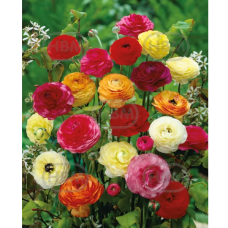 Ranunculus, Gotlanninleinikki Mix, 10 kpl