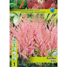 Astilbe Erika, Jaloangervo, 1 kpl Astilbe Erika, Jaloangervo, 1 kpl