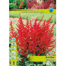 Astilbe, Jaloangervo 'Vesuvius', 1 kpl Astilbe, Jaloangervo 'Vesuvius', 1 kpl