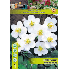 Helleborus White Beauty, Vaaleajouluruusu, 1 kpl Helleborus White Beauty, Vaaleajouluruusu, 1 kpl
