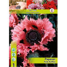 Papaver orientale, Tarhaidänunikko 'Pink Ruffles' NEW!