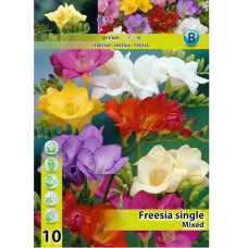 Freesia 'Single', Yksinkertainen, sekoitus, 10 kpl
