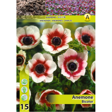 Anemone coronaria, Kruunuvuokko 'Bicolor', 15 kpl