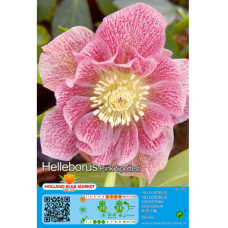Helleborus Double 'Ellen Pink Spotted', Christmas rose, 1 pc. SOLD OUT!