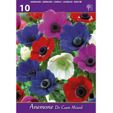 Anemone coronaria, Kruunuvuokko  De Caen Sekoitus, 10 kpl 