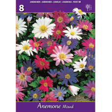 Balkaninvuokko (Anemone Blanda), Sekoitus. 8 kpl