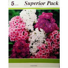  Phlox paniculata, Syysleimu, sekoitus XXL, 5 kpl. 