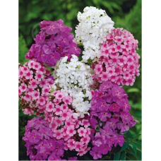  Phlox paniculata, Syysleimu, sekoitus, 5 kpl. 
