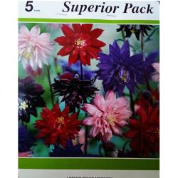 Aquilegia, Lehtoakileija 'Barlow Mixed' XXL, 5 kpl