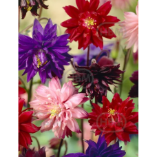 Aquilegia, Lehtoakileija 'Barlow Mixed', 5 kpl