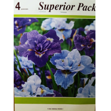 Iris Siberica Mix, Siperiankurjenmiekka XXL, 4 kpl Iris Siberica Mix, Siperiankurjenmiekka XXL, 4 kpl