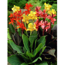 Canna, Kanna Mixed, sekoitus, 3 kpl