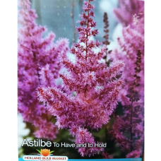 Astilbe,  Jaloangervo 'To Have and To Hold', 1 kpl
