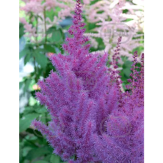 Astilbe,  Jaloangervo 'To Have and To Hold', 1 kpl