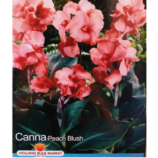 Canna, Kanna 'Peach Blush', 1 kpl Canna, Kanna 'Peach Blush', 1 kpl