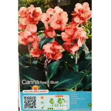 Canna, Kanna 'Peach Blush', 1 kpl ALE - 70%!