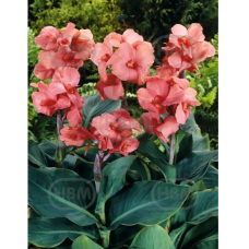 Canna, Kanna 'Peach Blush', 1 kpl