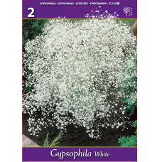 Gypsophilia Paniculata, Morsiusharsoja, valkoinen, 2 kpl Gypsophilia Paniculata, Morsiusharsoja, valkoinen, 2 kpl