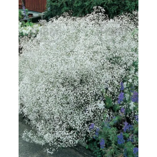 Gypsophilia Paniculata, Morsiusharsoja, valkoinen, 1 kpl 