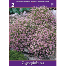 Gypsophila Paniculata Rosea, vaaleanpunainen, Morsiusharsoja, 2 kpl Gypsophila Paniculata Rosea, vaaleanpunainen, Morsiusharsoja, 2 kpl